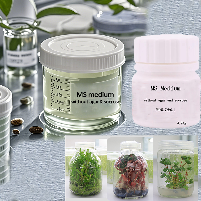 MS medium Without Agar Or Sucr - Agar Tissue Culture ulasan dan harga