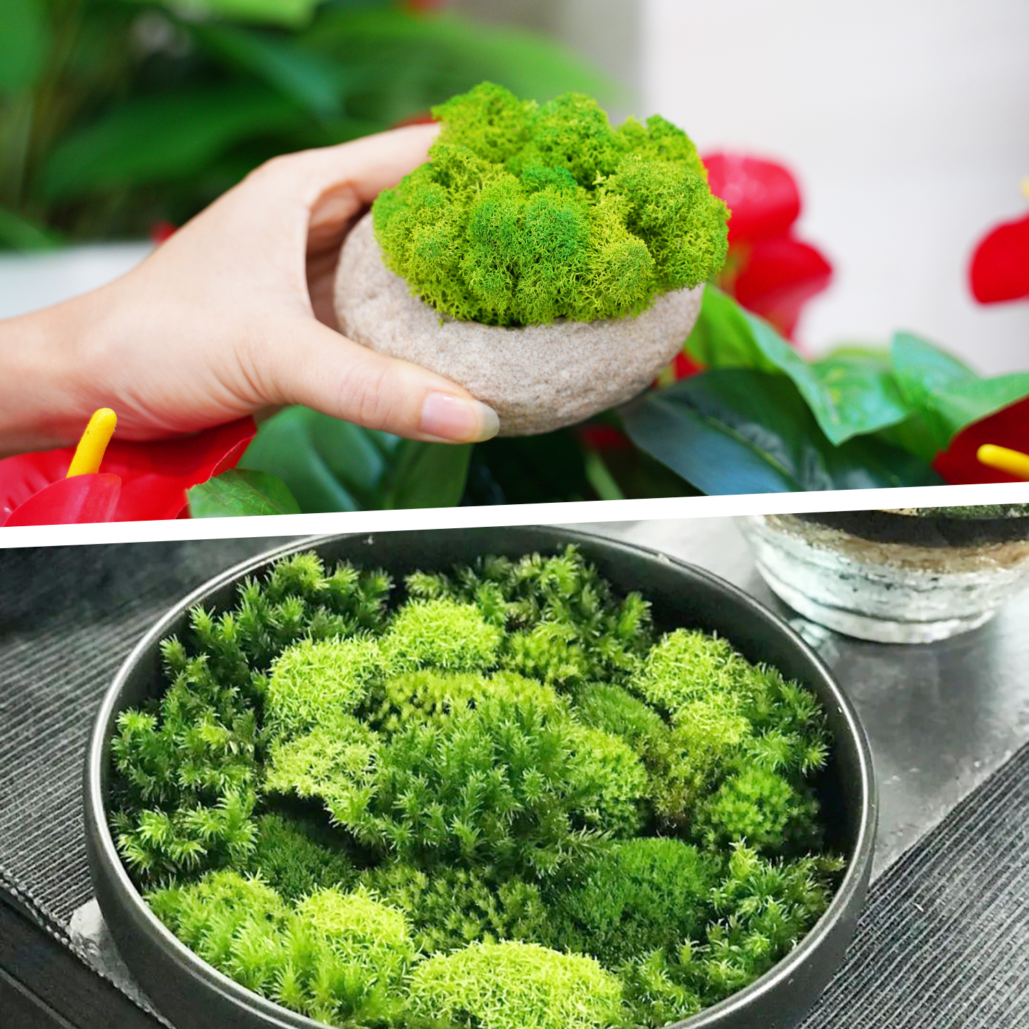 Artificial Green Plants Eterna - Sphagnum Moss Dry ulasan dan harga