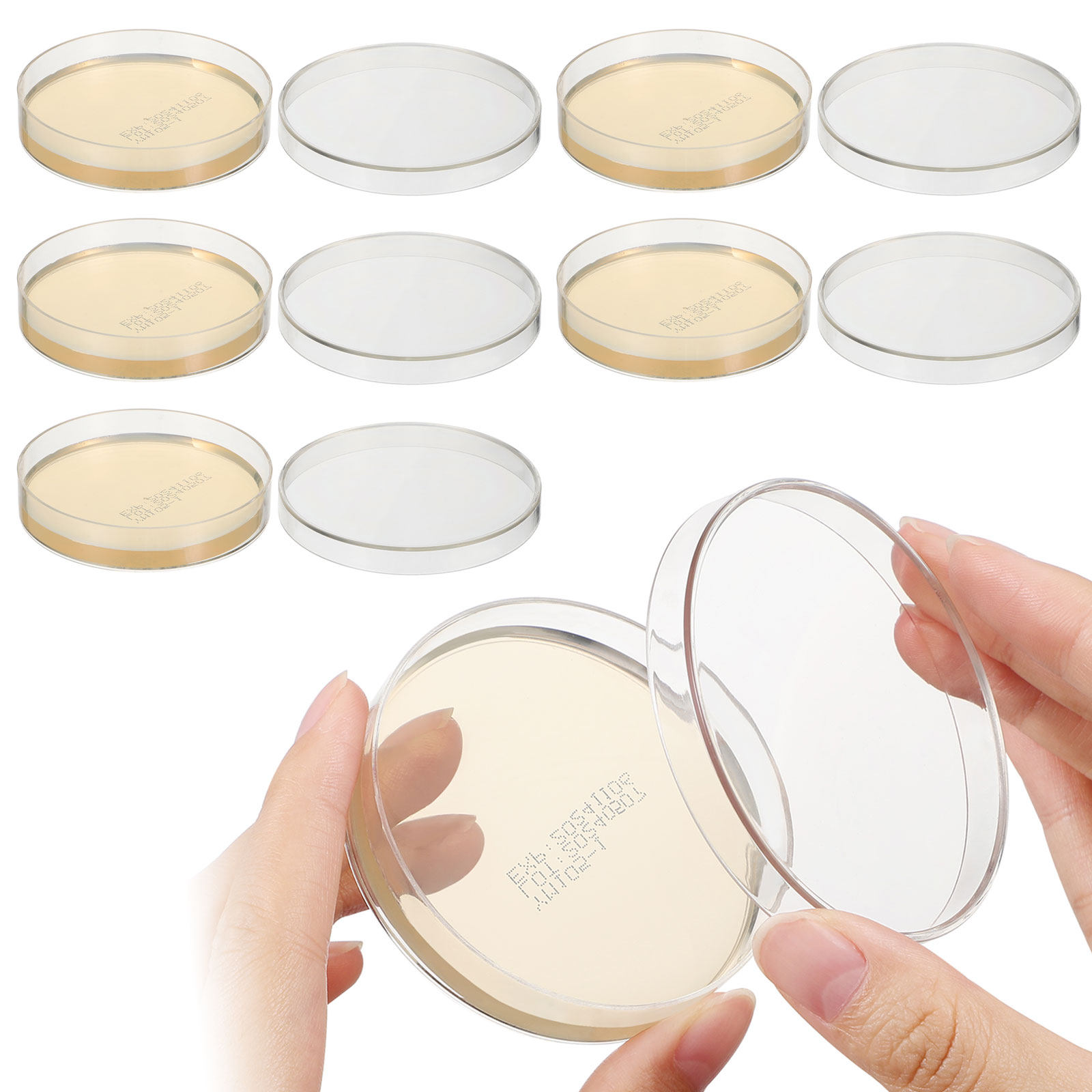 Agar Plates 10pcs Ready to Use - Agar Tissue Culture ulasan dan harga