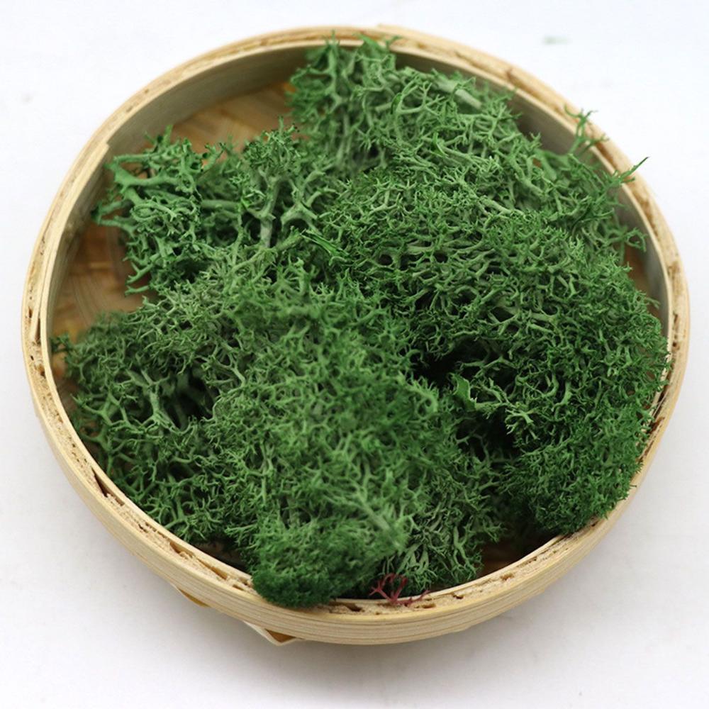 Wedding Accessories Wedding Fl - Sphagnum Moss Dry ulasan dan harga