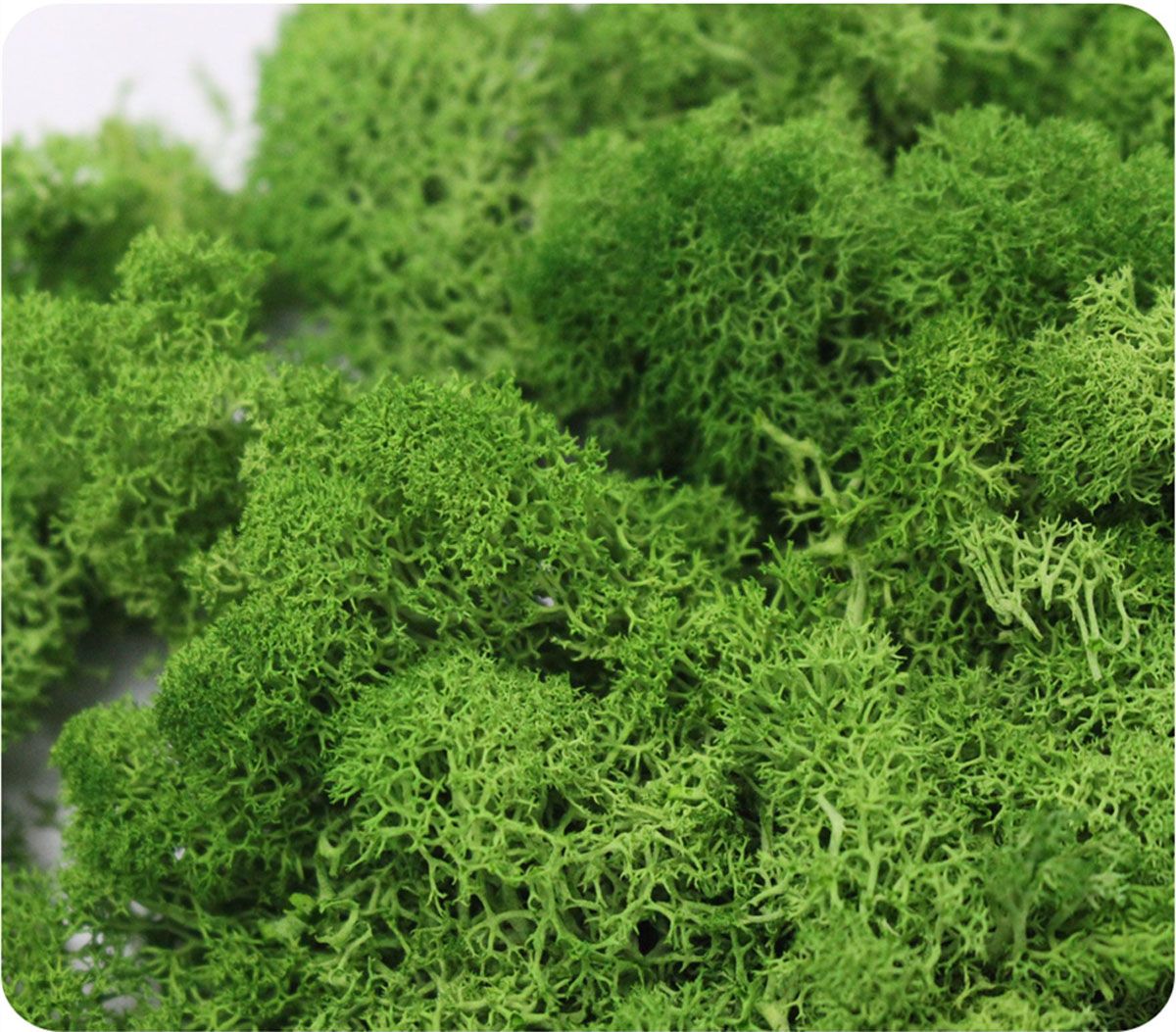 Wedding Accessories Wedding Fl - Sphagnum Moss Dry ulasan dan harga