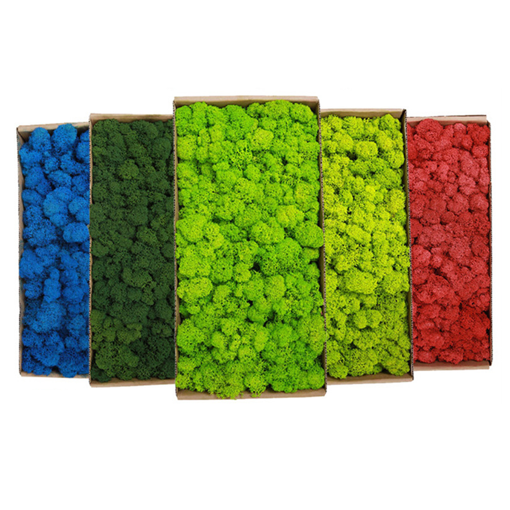 200g Artificial Green Plants M - Sphagnum Moss Dry ulasan dan harga