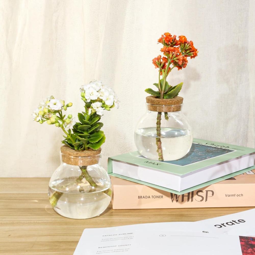 Hydroponic Plant Propagation S - Propagation Station Vase ulasan dan harga
