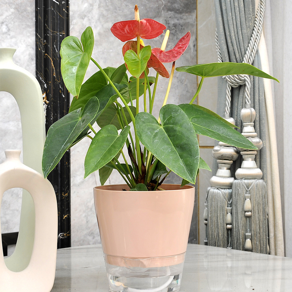 Lazy Flower with Drainage Hole - Self Watering Insert ulasan dan harga