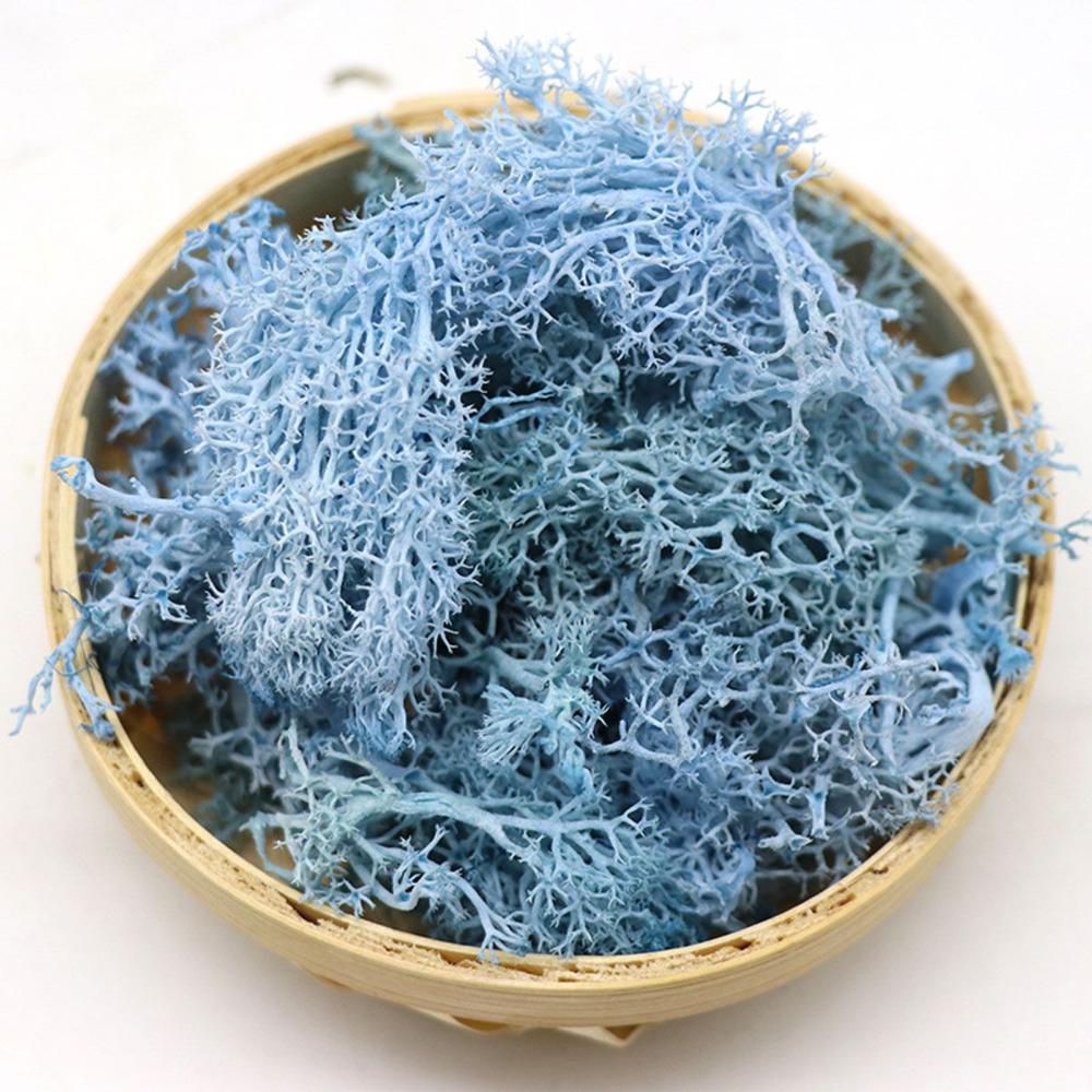 Colorful DIY Home Decor Christ - Sphagnum Moss Dry ulasan dan harga