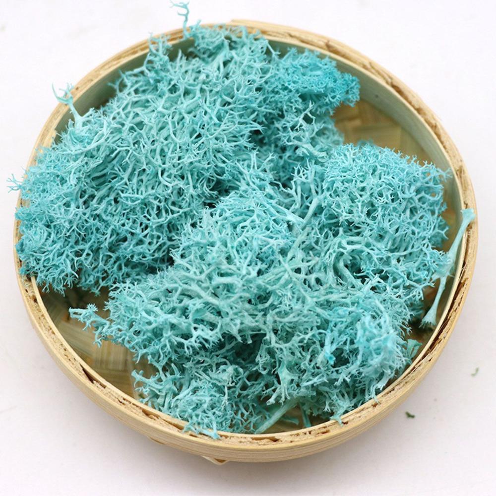 Colorful DIY Home Decor Christ - Sphagnum Moss Dry ulasan dan harga
