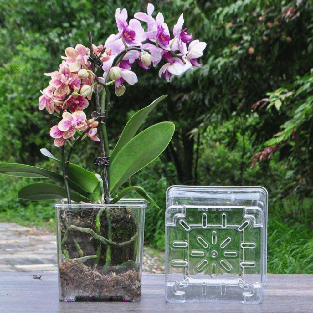 Transparent Material Acrylic P - Self Watering Insert ulasan dan harga