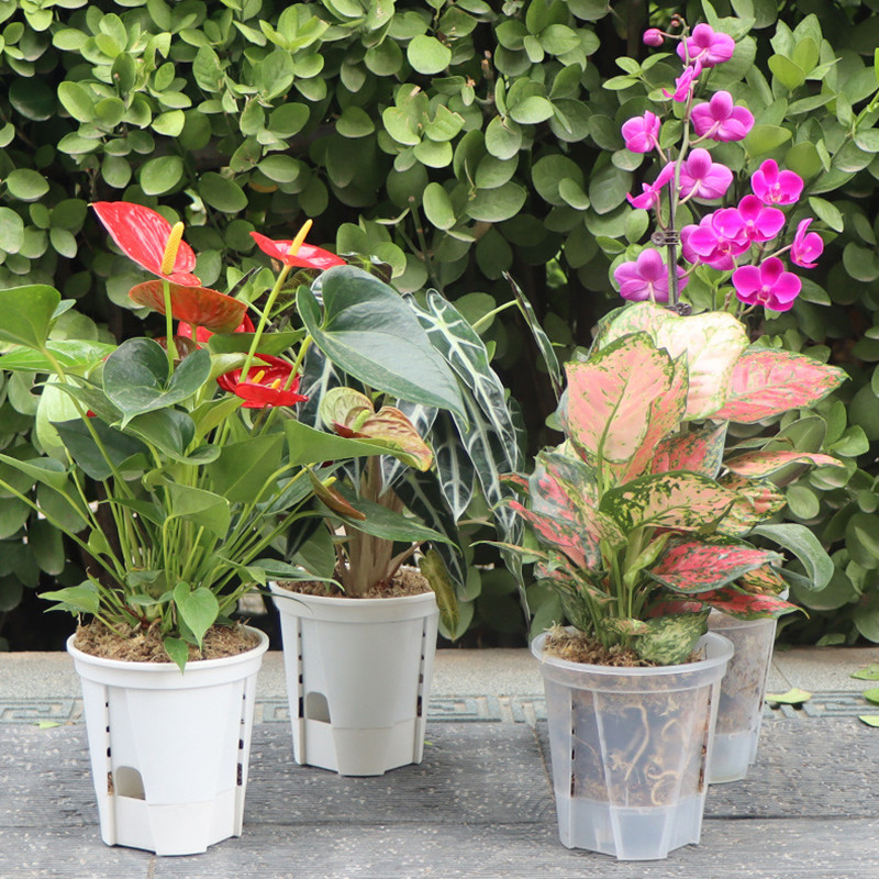 5pcs Transparent Orchid Pot wi - Self Watering Insert ulasan dan harga