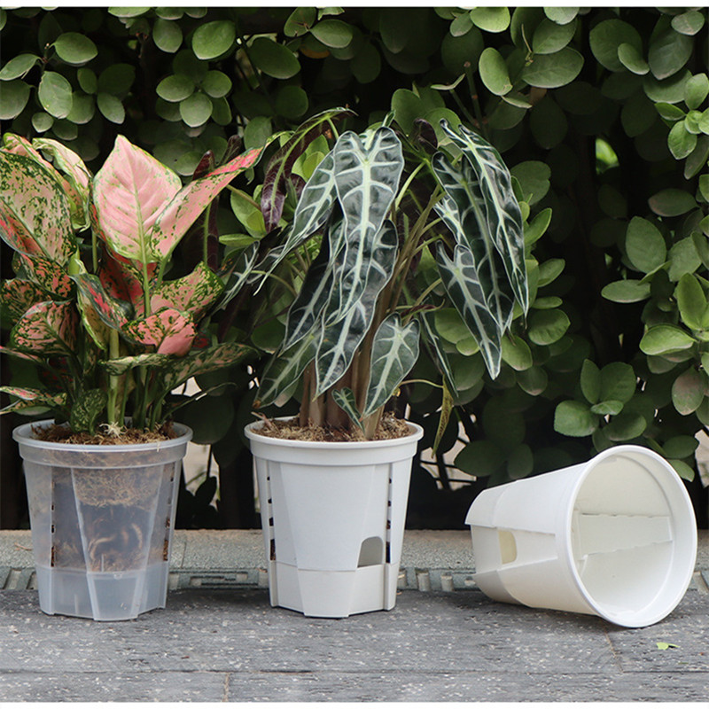 5pcs Transparent Orchid Pot wi - Self Watering Insert ulasan dan harga